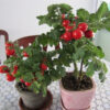 red bonsai tomato