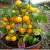 yellow bonsai tomato